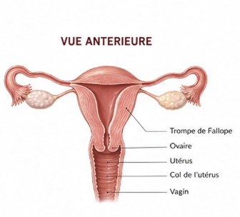 Illustration pédagogique du cycle menstruel